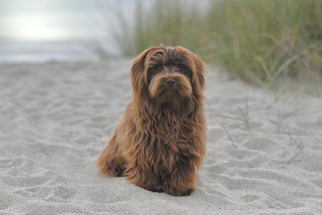 havanese