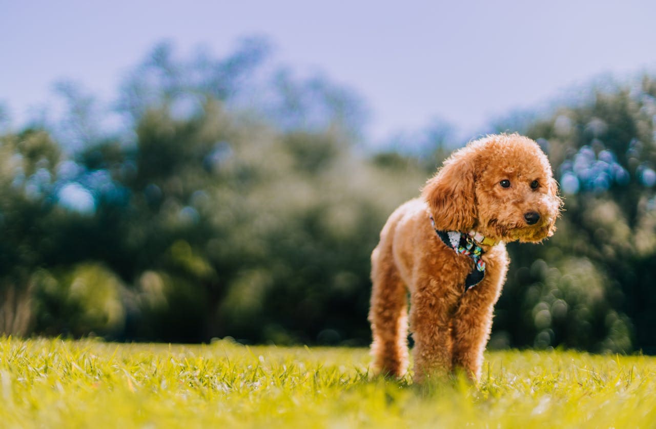 toy poodle