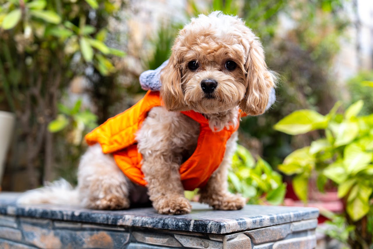 cavapoo