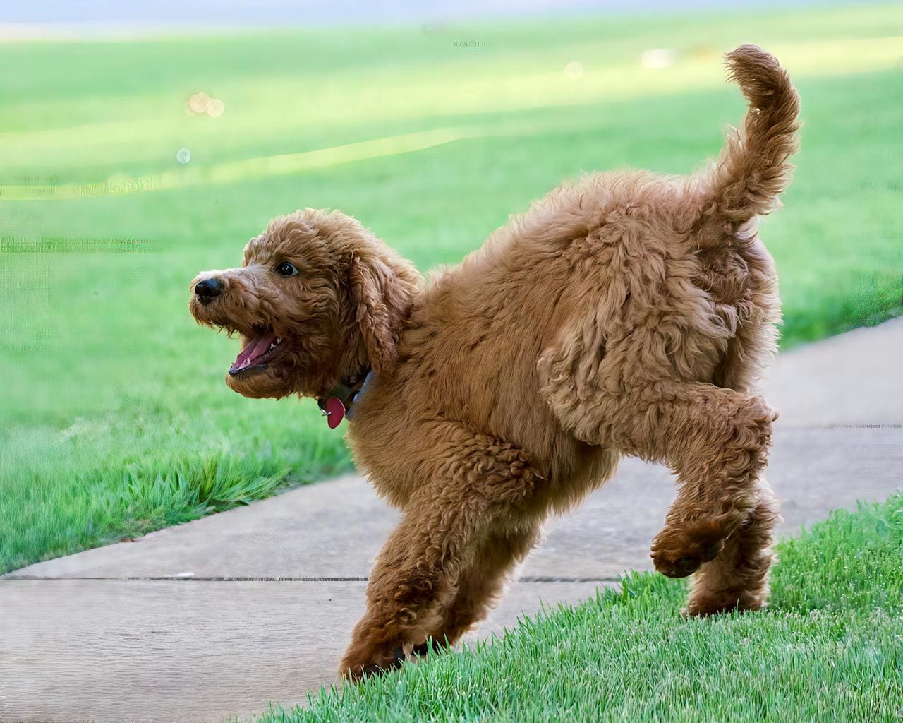 labradoodle